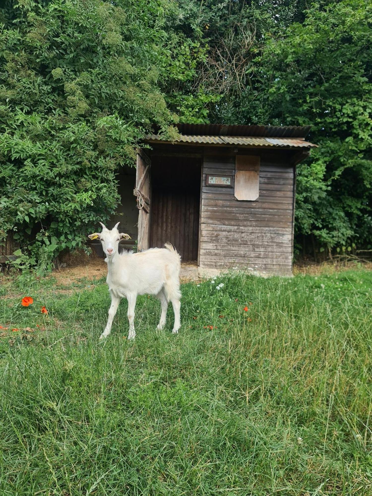 Chambre A La Ferme, Les Vergers Du Muscardin Breel Bagian luar foto